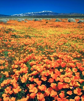 Succulent Prints: USA; California; Snow covered Techachapi Mountains and California Poppies