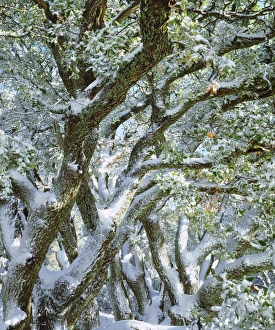 Laguna Mountains Prints: USA, California, Snow covered trees in the Laguna Mountains; Cleveland National Forest
