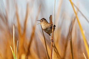 Prints of USA, California, Sonny Bono National Wildlife Refuge. Marsh wren singing on reed. ©Cathy and Gordon Illg / Jaynes Gallery / DanitaDelimont.com Images Dated 2024 September: USA, California, Sonny Bono National Wildlife Refuge