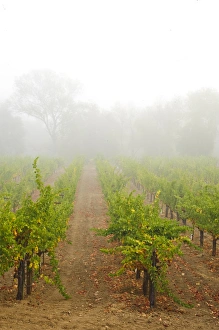 Images Dated 25th September 2009: USA, California, Sonoma, Healdsburg. Sonoma grapes ready for crush