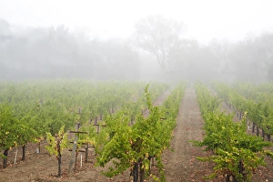 Images Dated 25th September 2009: USA, California, Sonoma, Healdsburg. Sonoma grapes ready for crush