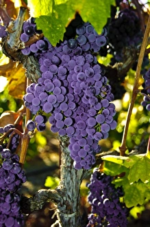Images Dated 24th September 2009: USA, California, Sonoma, Healdsburg. Sonoma grapes ready for crush