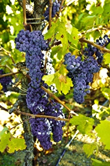 Images Dated 24th September 2009: USA, California, Sonoma, Healdsburg. Sonoma grapes ready for crush