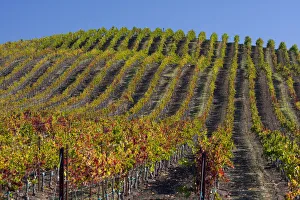Wine Country Prints: USA, California, Sonoma wine country with rows of grapes during Autumn