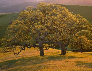 Southwest Usa Prints: USA, California, South Coast Range, Valley oaks and grasses glow in sunset light