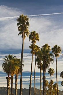 USA, California, Southern California, Santa Barbara, Cabrillo Boulevard, palms, morning