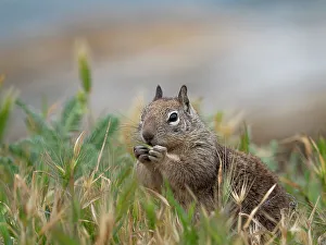 Squirrel Prints: Usa, California. Squirrel in field
