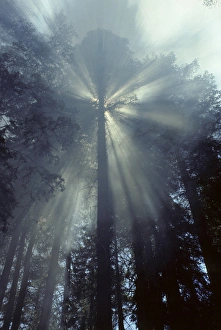 USA, California, Sun, Smoke, Forest Fire, Sequoia and Kings Canyon National Park
