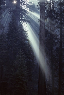 Smoke Prints: USA, California, Sun, Smoke, Forest Fire, Sequoia and Kings Canyon National Park