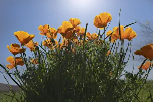 Images Dated 17th June 2021: USA, California. Sunlit poppies