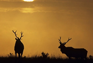 USA, California, Sunset, Tule Elk, Point Reyes National Seashore