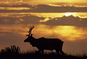 USA, California, Sunset, Tule Elk, Point Reyes National Seashore