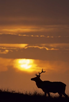 USA, California, Sunset, Tule Elk, Point Reyes National Seashore