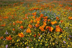 USA, California, superbloom hillside near Lancaster, Yellow Goldfields