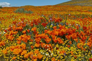 Lasthenia Californica Prints: Usa, California. Superbloom hillside of poppies and gold fields near State Poppy Reserve