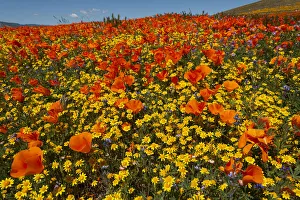 Images Dated 30th June 2020: Usa, California. Superbloom hillside of poppies and gold fields near State Poppy Reserve