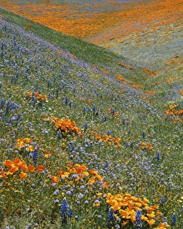USA, California, Tehachapi Mountains, California Poppies, Lupine and Globe Gilia