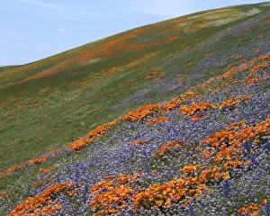 USA, California, Tehachapi Mountains, California Poppies and Globe Gilia