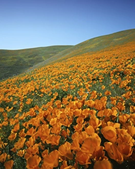 USA, California, Tehachapi Mountains, California Poppies