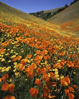 USA, California, Tehachapi Mountains, Goldfields and California Poppies