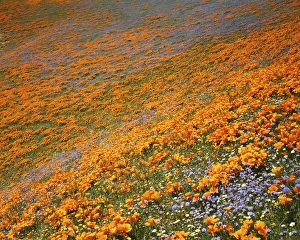 USA, California, Tehachapi Mountains, California Poppies and Globe Gilia