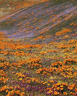 USA, California, Tehachapi Mountains, California Poppies, Owls Clover and Globe