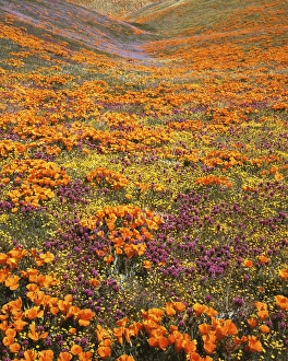 USA, California, Tehachapi Mountains, California Poppies, Owls Clover and Goldfields