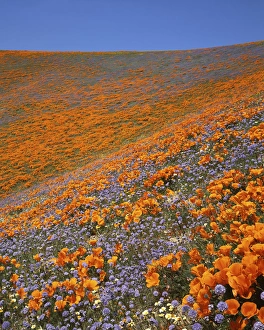 USA, California, Tehachapi Mountains, California poppies, Goldfields and Globe Gilia