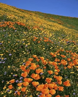 USA, California, Tehachapi Mountains, California Poppies, Goldfields and Globe Gilia