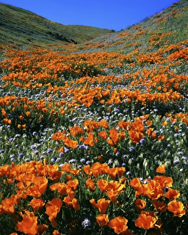 USA, California, Tehachapi Mountains, California Poppies and Globe Gilia