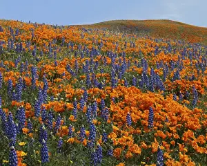 Tehachapi Mountains Prints: USA, California, Tehachapi Mountains California Poppies, Lupine and Goldfields