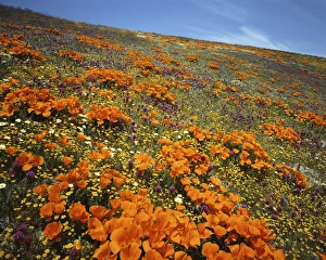 USA, California, Tehachapi Mountains, Wildflowers