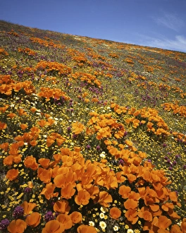 Tehachapi Mountains Prints: USA, California, Tehachapi Mountains, Wildflowers