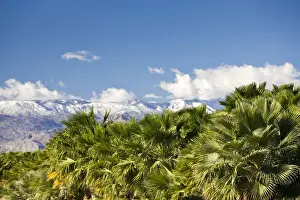 USA, California, Thermal. Palm grove and San Jacinto Mountains, winter