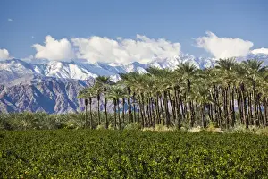 Oasis Prints: USA, California, Thermal. Palm grove and San Jacinto Mountains, winter