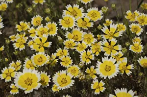 Images Dated 18th June 2021: USA, California. Tidy tips bloom in spring