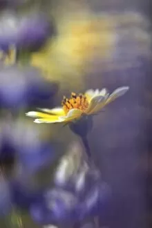 USA. California. Tidytip (Layia playtglossa) softly surrounded by lupine (lupinus) wildflowers