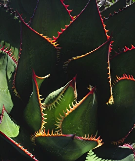 Images Dated 6th May 2014: USA, California, Torrey Pines State Park. Patterns of an Agave plant