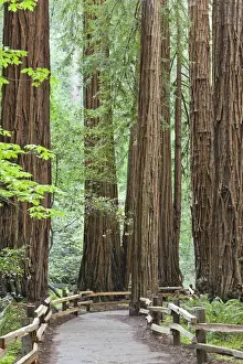 Giant Prints: USA, California. Trail through Muir Woods National Monument in springtime. Credit as