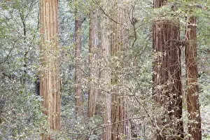 Giant Prints: USA, California. Tres in Muir Woods National Monument in springtime