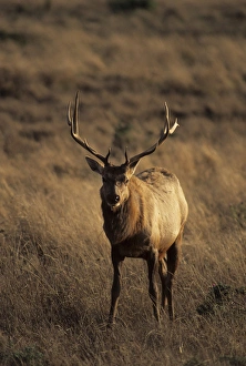 USA, California, Tule Elk, Point Reyes National Seashore
