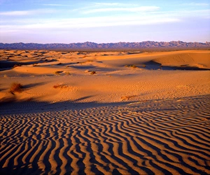 Images Dated 6th May 2014: USA; California; USA; California; USA; California; USA; California; Glamis Sand Dunes