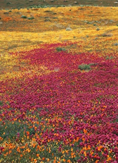 USA, California, View of Owls Clover, Coreopsis and california poppies at Antelop
