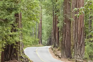 Two Lane Prints: USA, California. View of road through redwoods in Big Basin Redwoods State Park. Credit as