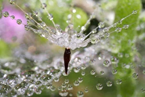 USA, California. Water droplets on dandelion and spider web