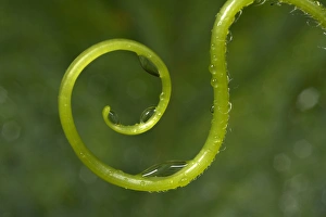Images Dated 3rd August 2006: USA, California. Water droplets on a vine