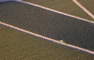 Lisa Hoffner Prints: USA. California. Watsonville. Aerial of strawberry fields in Watsonville form patterns and shapes