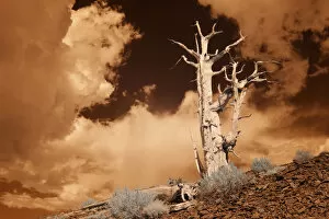 Images Dated 3rd January 2006: USA, California, White Mountains. Bristlecone pine tree in infared