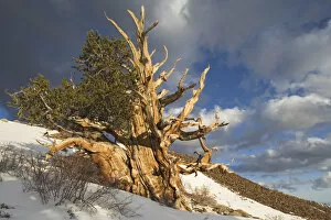 USA, California, White Mountains. Ancient bristlecone pines and snow