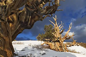 Images Dated 8th May 2005: USA, California, White Mountains. Bristlecone pine trees